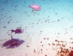Southern Stingray with two Ocean Triggerfish